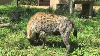 Posting Yeens evey day until I get to pet one Day 619 This smells good and I want to smell good too