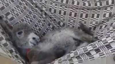 Such a very Cute and Cozy Donklet sweetheart!