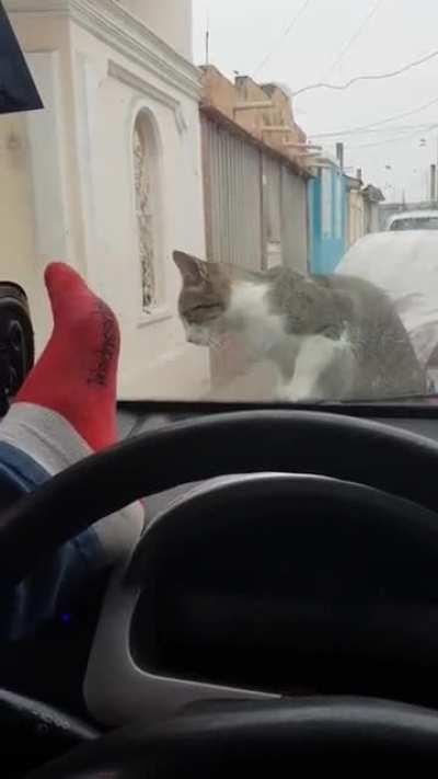 Man Scares Cat, Instant Karma Ensues