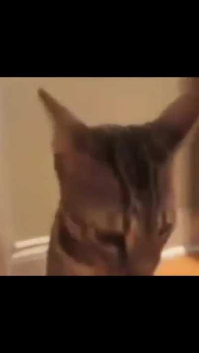 bro thinks his 🛎️