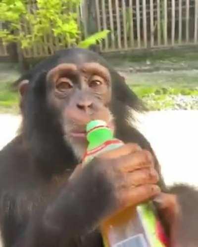 MONKEY DRINKING 🤭🤭🤭🤭🤭🤭🤭 MONKEY DRINKING