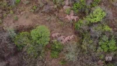 Elephant herd siesta