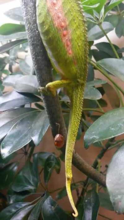Chameleon giving Birth