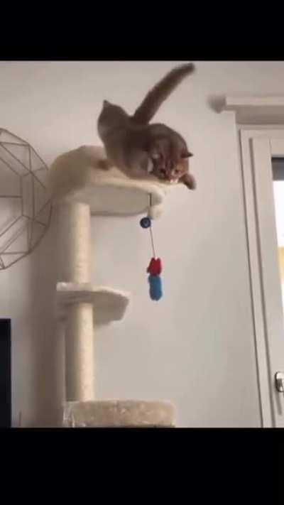 To jump onto the chair (originally posted on r/chonkers by u/myryx)