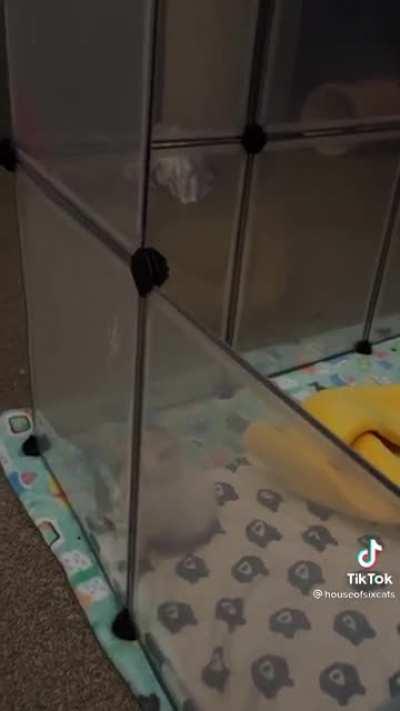 Very loud inmate tries to escape prison…