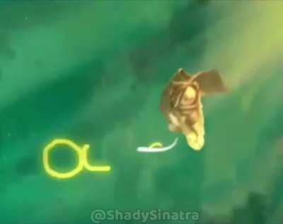 Strongest Turtle in existence (Credit in Vid)