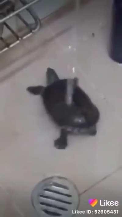 Dancing turtle