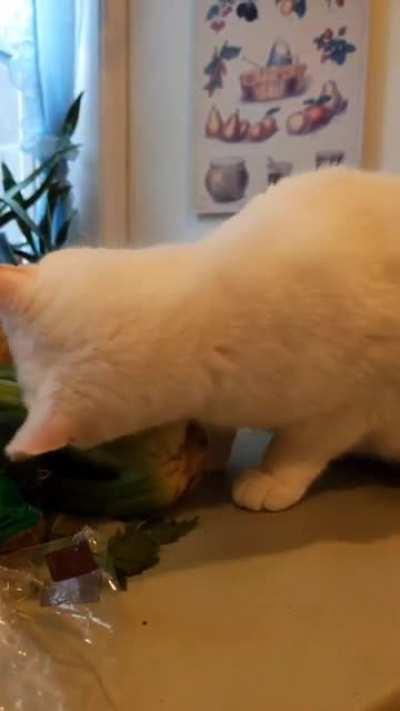 I'm guessing catnip got her loving on some celery
