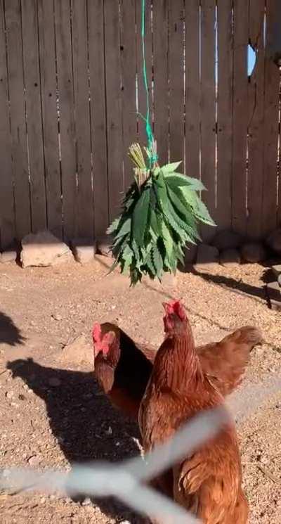 Turning fan leaves into eggs