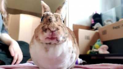 This is Nellie eating a banana in slowmotion. (It's her favorite treat 🙂)