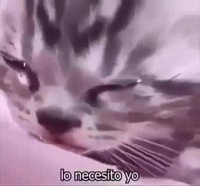 Compilation of sad cats i found