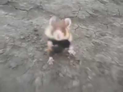 Blursed Hamster