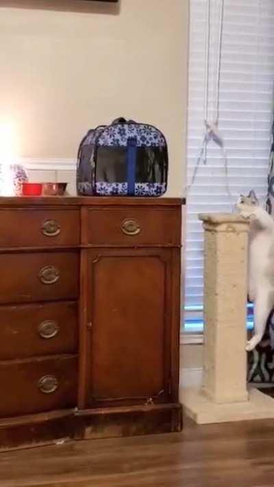 Put her in the crate to get ready to get spayed...she doesn't need any new friends apparently.....