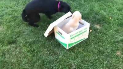 “So we got my dog a puppy today and this was her reaction”