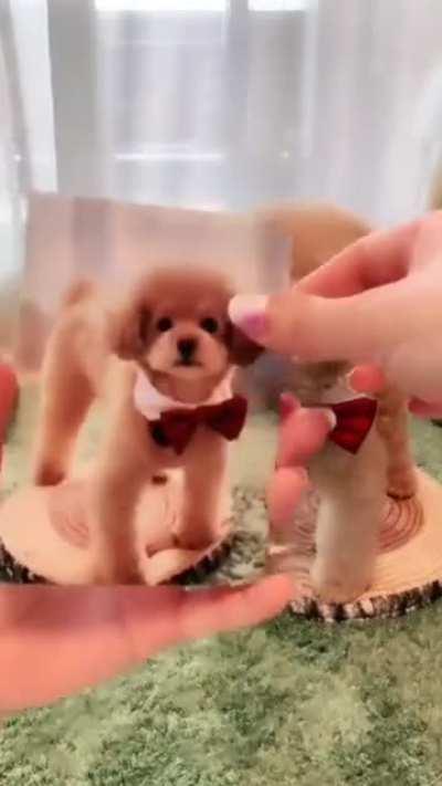 Dogs can be really entertaining! He's so smart and photogenic! (OC)