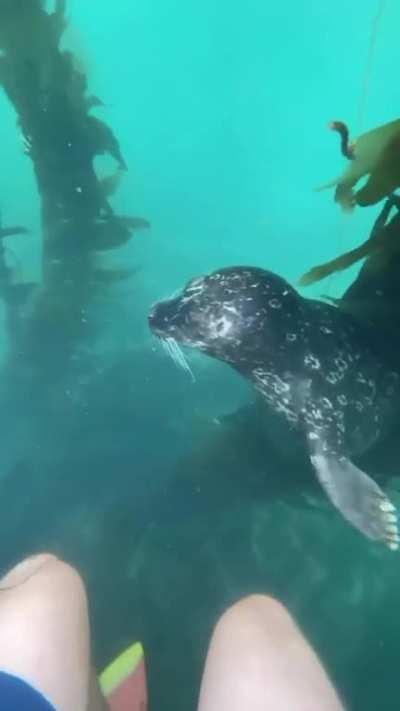 Investigative Harbor Seal