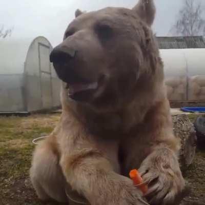 Bear Eat Carrot