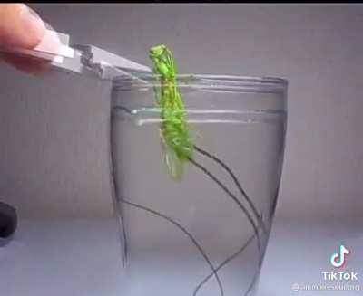 Forcing out a parasite