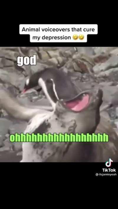 Please upvote so jake can see this!