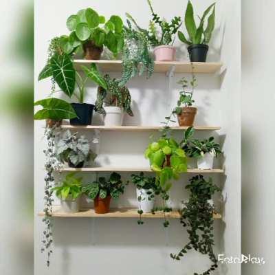 Decided to document refilling my plant shelves after a deep clean! So satisfying 🤤