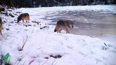 🔥 Northern Minnesota Wolf Pack in one frame🔥