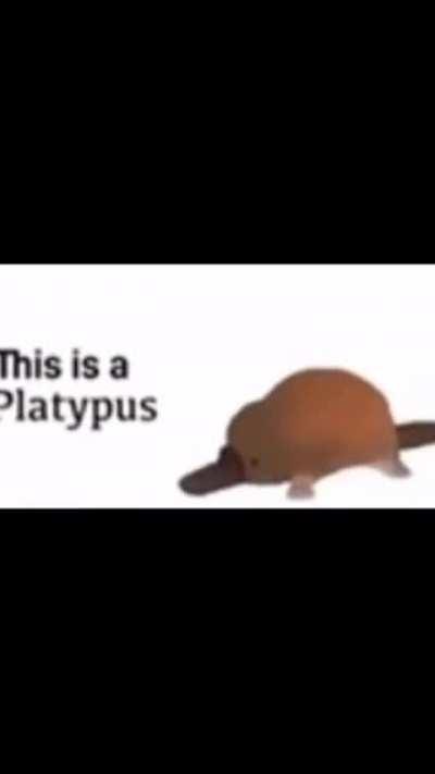 This is a Platypus