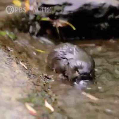 Platypus making it's way in the world.