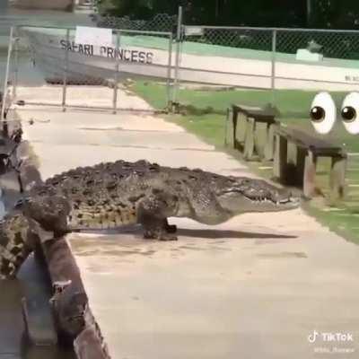 American crocodile. This one is easily 12ft long 