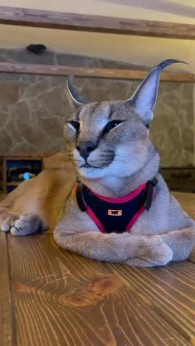 Listen closely, he talking on you