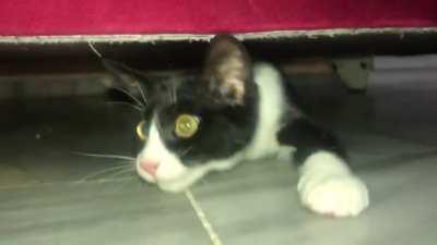 Oh no help me a scary spider has invaded my house!