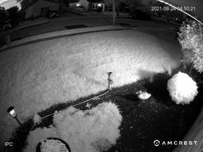 How to keep cats from making your garden their toilet