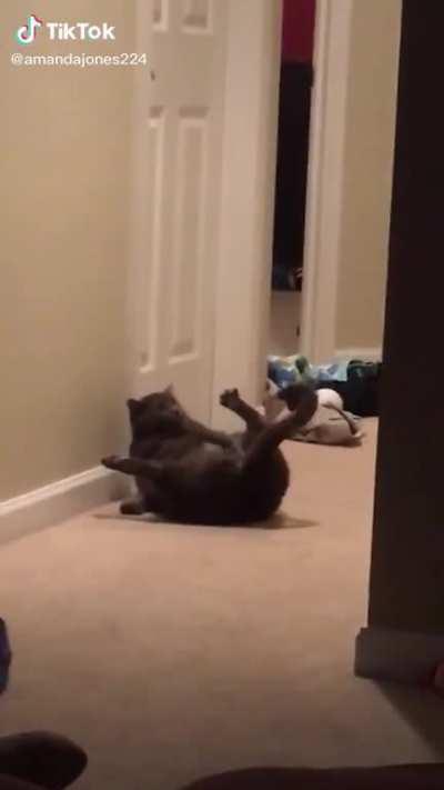 Так, бля, и что себе пушистый позволяет?