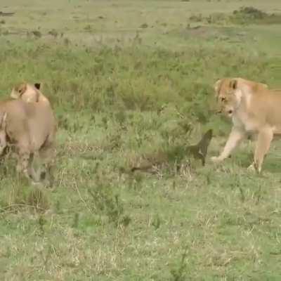 Somebody has a death wish.