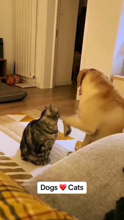 Wholesome videos of dogs and cats love.