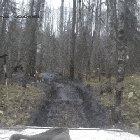 Fuck this tree in particular