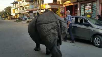 🔥 Rhino casually walking through a village in Nepal