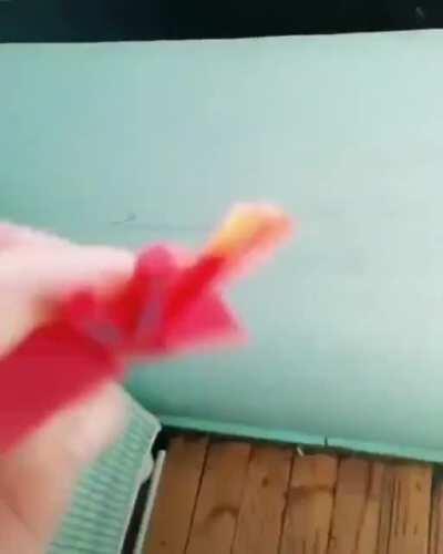 Pobre araña 😢😭