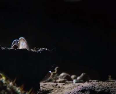 A Grasshopper Mouse kills and consumes a Scorpion, then howls into the night to claim its territory.