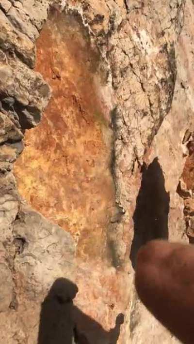 Cleaning a route in Sagres Portugal when I found this monster.