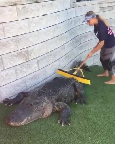 It's officially gator wednesday caw caw