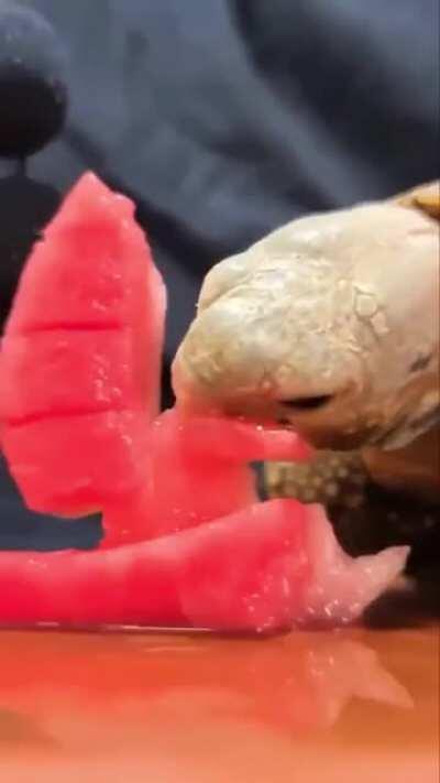 [unintentional] turtle noming on this watermelon