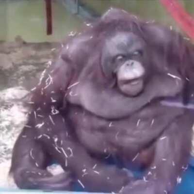 GONE TOO SOON REST IN PEACE MONKE