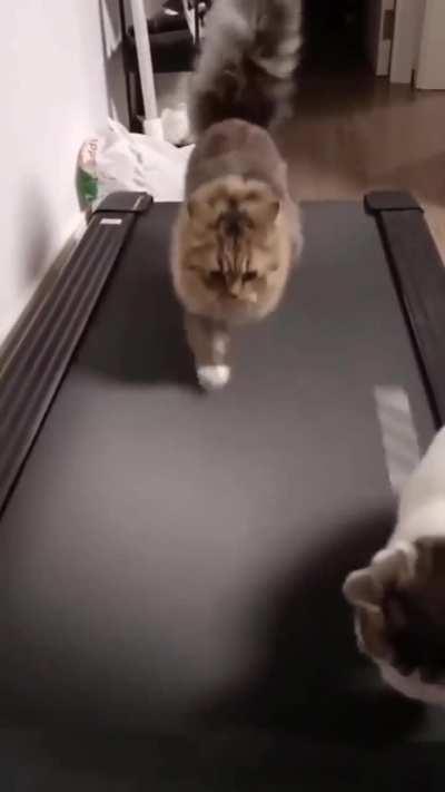 Maniac on the treadmill