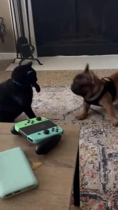 Been trying to upload this video forever. Possibly the cutest fight I have ever seen.