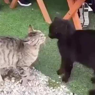 Khajiit can stop fight, if you have coin