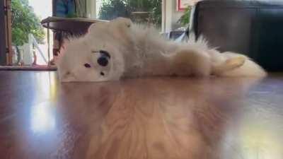 the tail wag at the end.