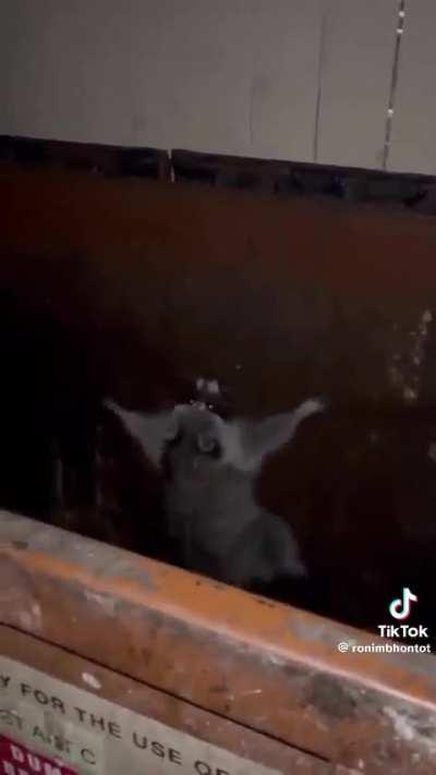 Trash pandas are dangerous 