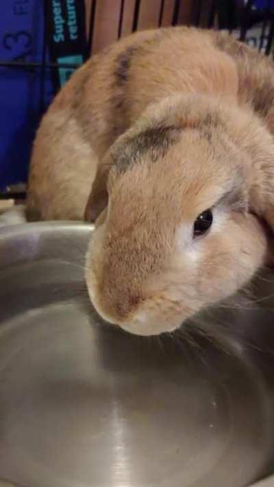 Bunny drinking water ASMR 🐇😍