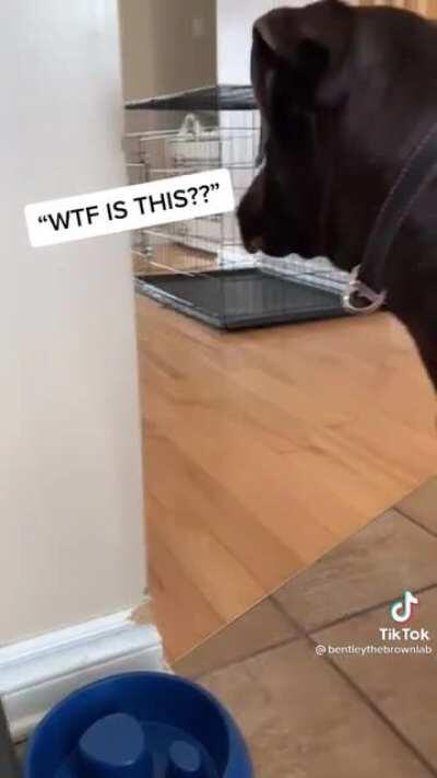 Dog given sparkling water and has the derpiest most confused reaction