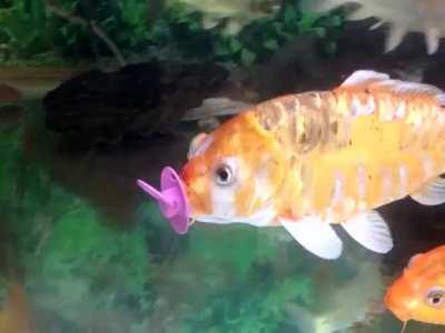 Era: 200s-2010s Genre: VGOST Notes: Probably from a Kirby game of some sort.